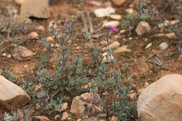 Image of Lampranthus stayneri (L. Bol.) N. E. Br.