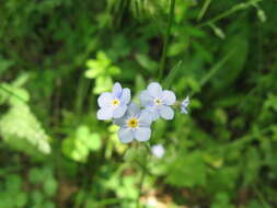 Image of field forget-me-not