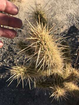 Image of Cylindropuntia ganderi subsp. ganderi