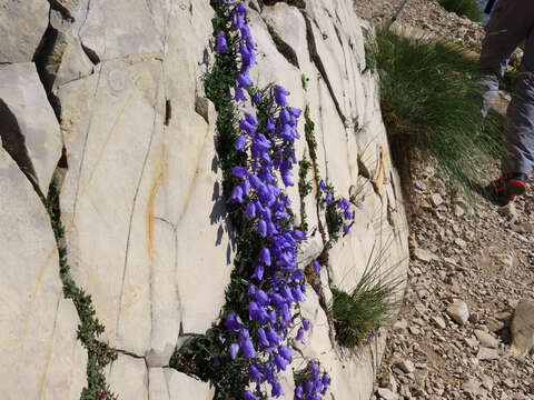 Image of Campanula cochleariifolia Lam.