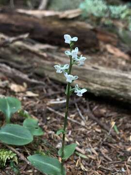 Plancia ëd Platanthera brevicalcarata Hayata