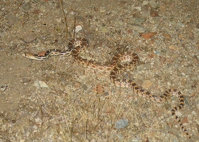 صورة Pituophis catenifer deserticola Stejneger 1893