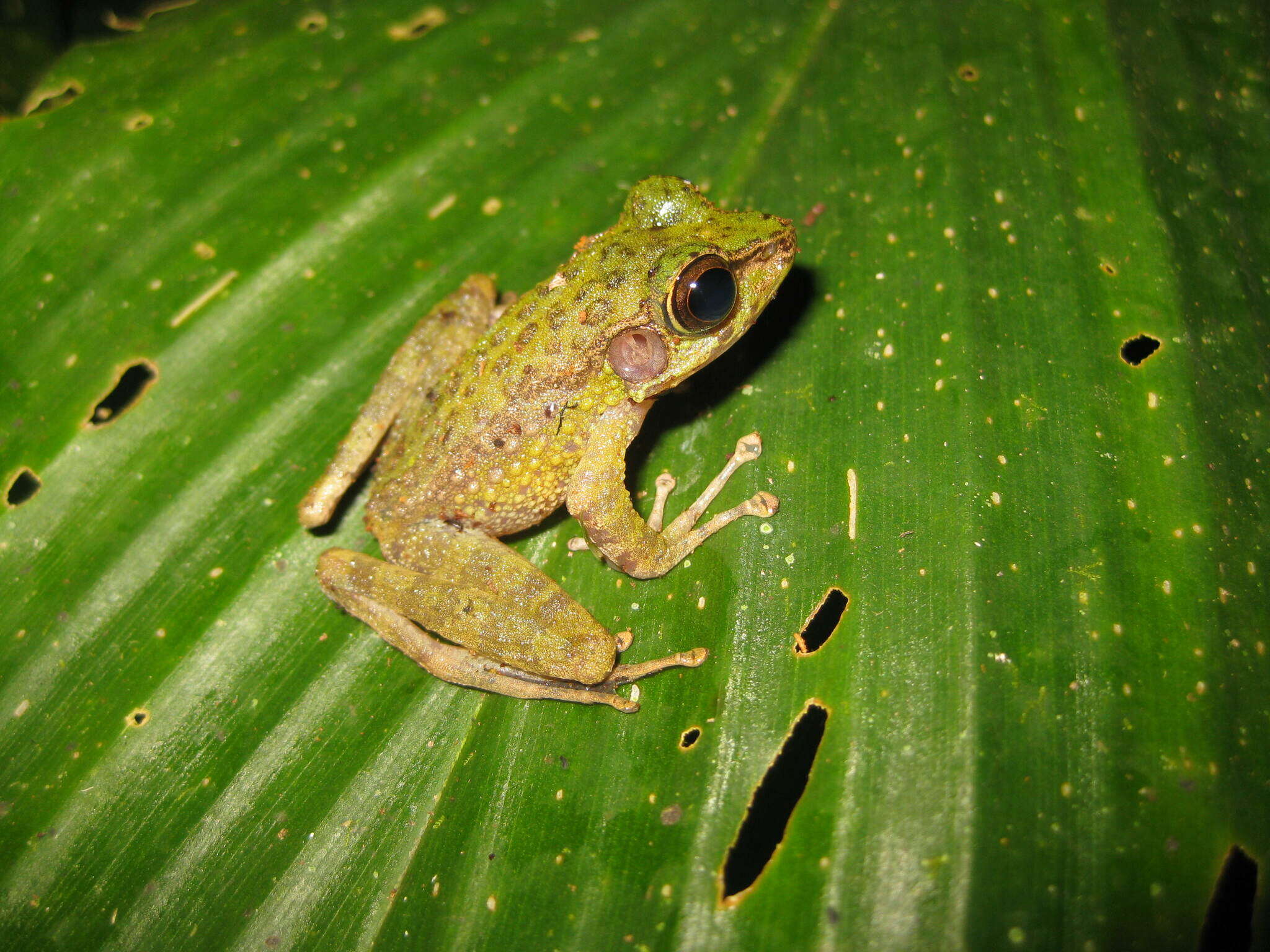 Image of Sumaterana crassiovis (Boulenger 1920)