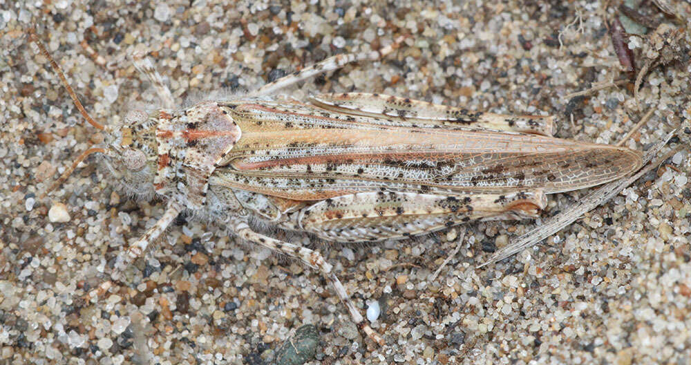 Image of Microtes helferi (Strohecker 1960)