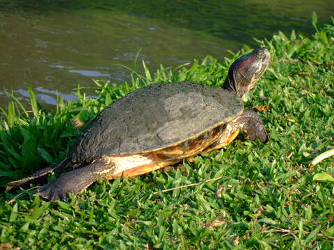 Image of slider turtle, red-eared terrapin, red-eared slider