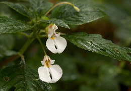 Impatiens burtonii Hook. fil. resmi