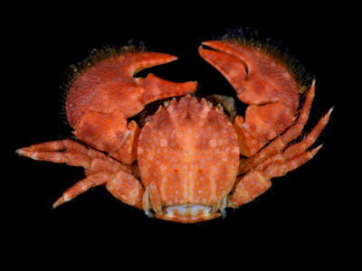 Image of spotted porcelain crab