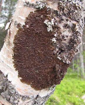 Image of melanelia lichen