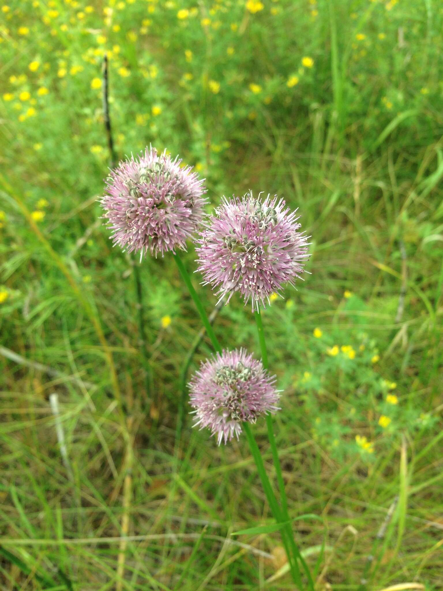 Image of German garlic