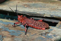 Image of Phymateus (Maphyteus) leprosus (Fabricius 1793)