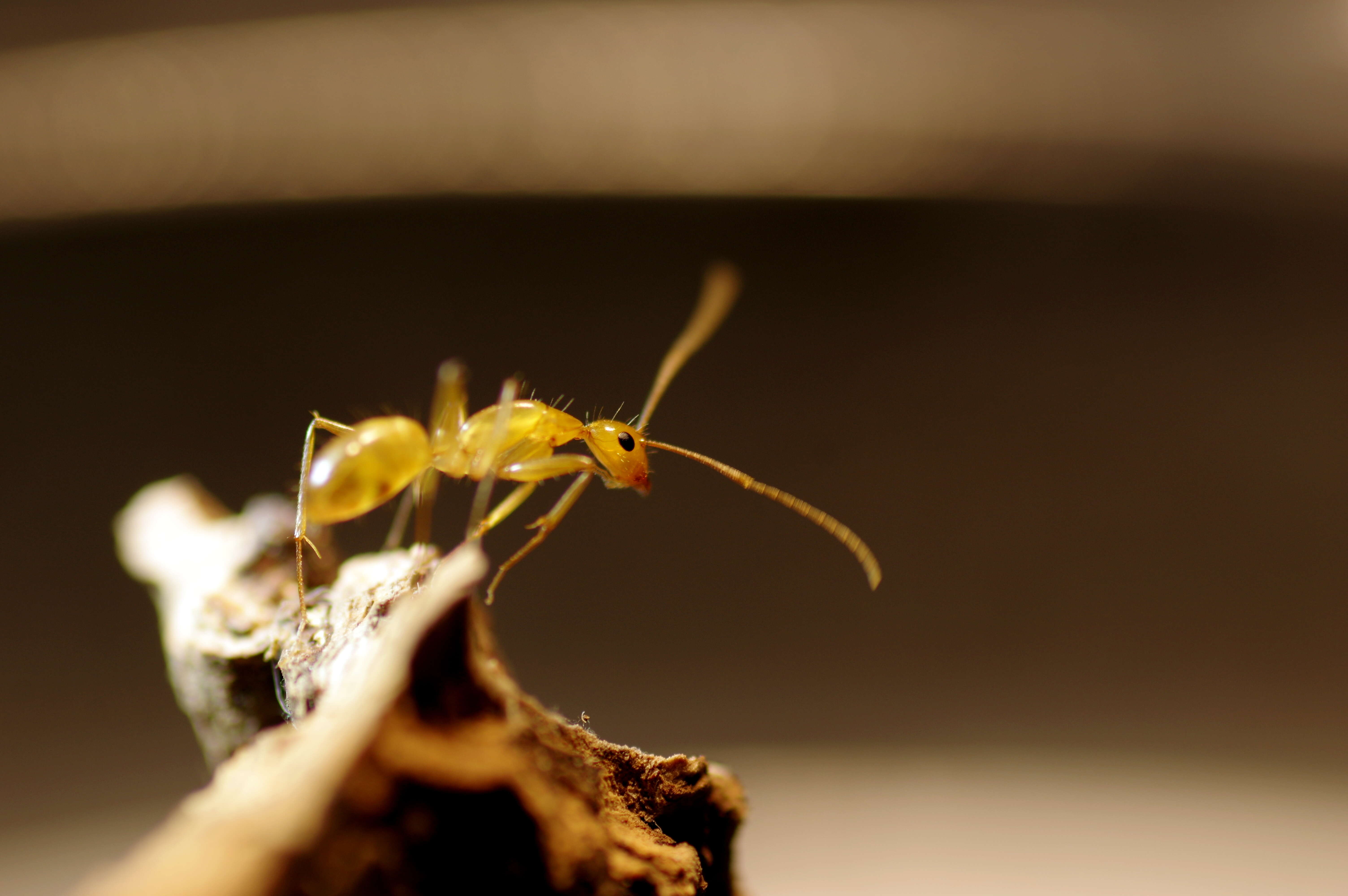 Image of Hawaiian carpenter ant