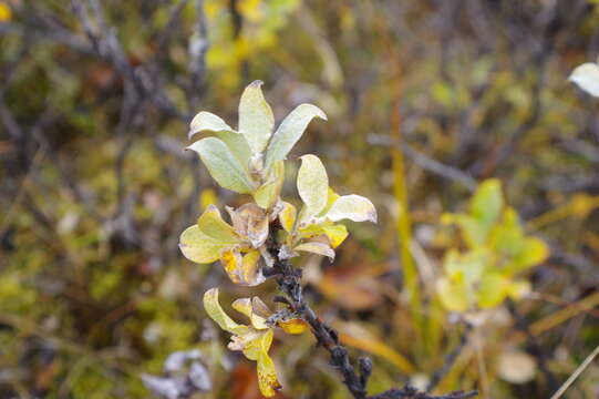 Image de Salix lanata L.