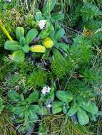 Image of Myosotis rakiura L. B. Moore