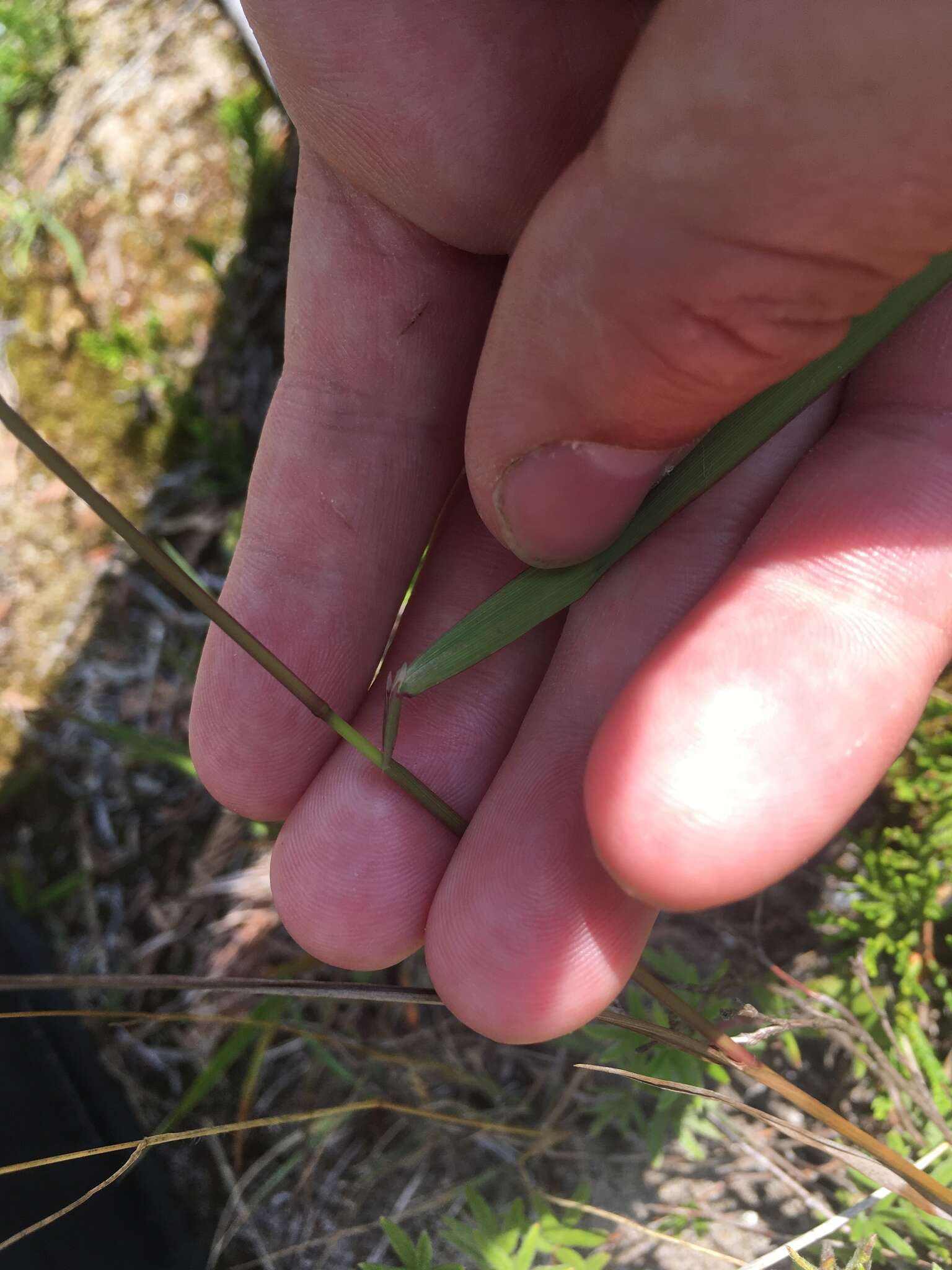 Imagem de Agrostis gigantea Roth