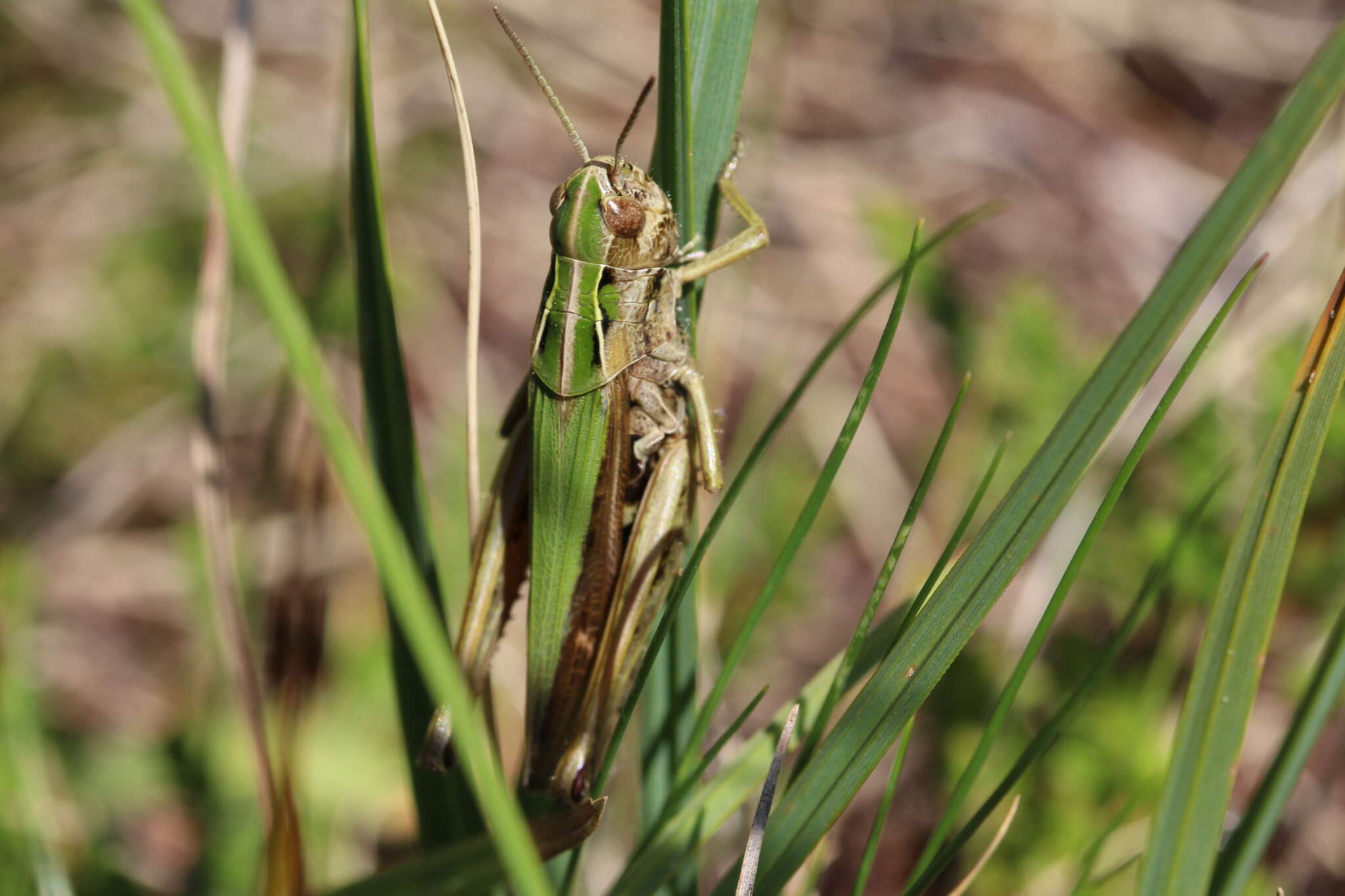 Image of Common green grasshopper