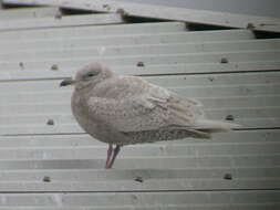 Image of Iceland Gull