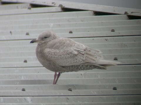 Image of Iceland Gull