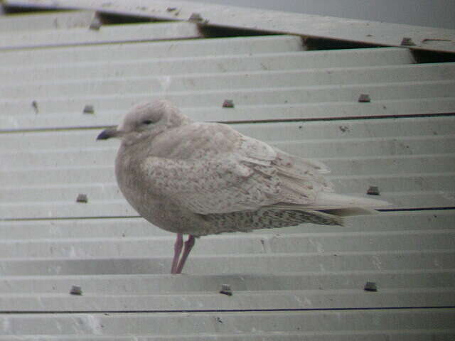 Image of Iceland Gull