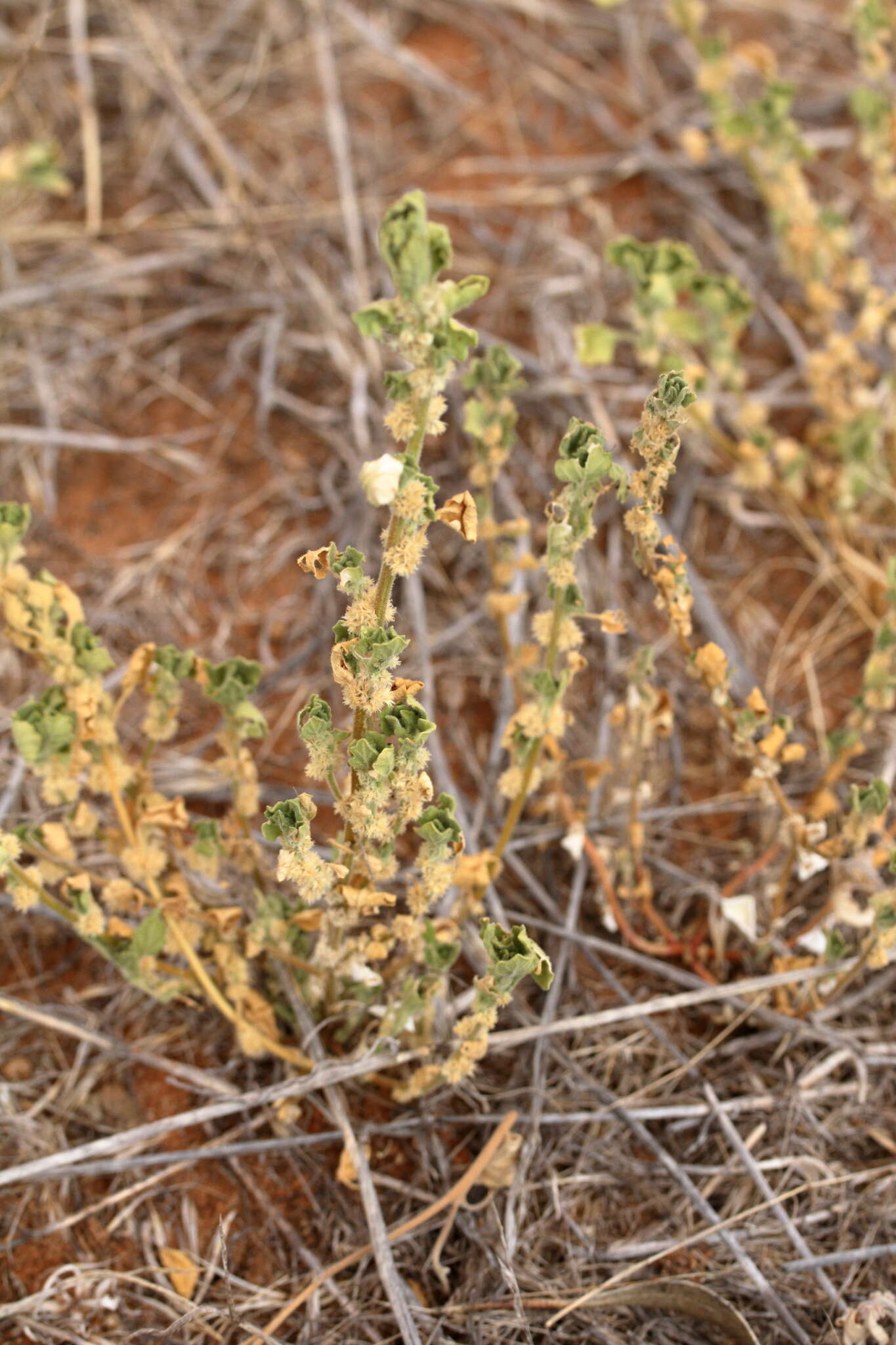 Sivun Dysphania cristata (F. Müll.) Mosyakin & Clemants kuva