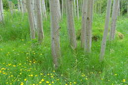 Image of Common Aspen