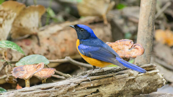 Image of Rufous-bellied Niltava