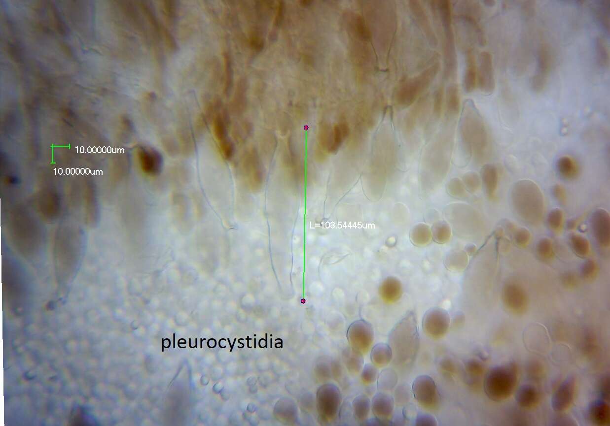 Image of Pluteus similis E. Horak 2008