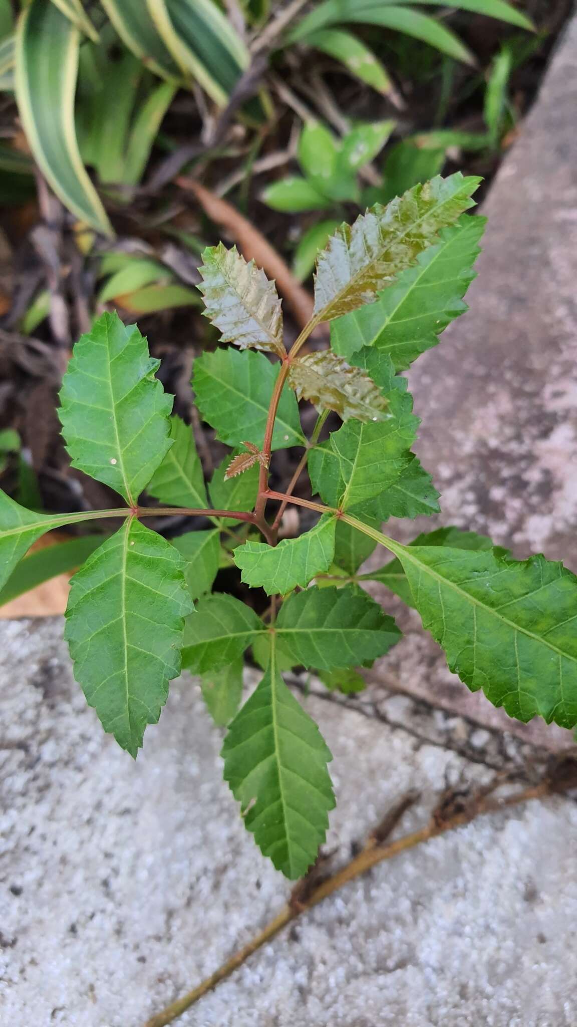 Image of <i>Schinus <i>terebinthifolia</i></i> var. terebinthifolia