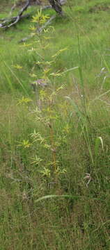 Image of hedge bamboo