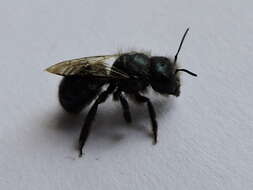 صورة Osmia ribifloris Cockerell 1900