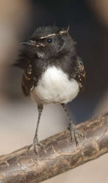 Image of Willie Wagtail