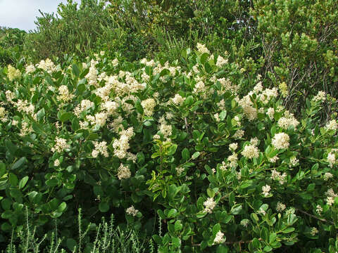 Image of Olea capensis subsp. capensis