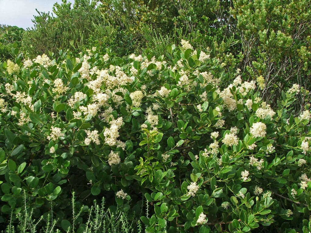 Imagem de Olea capensis subsp. capensis