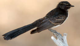 Image of Willie Wagtail