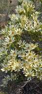 Image of Leucadendron foedum I. Williams