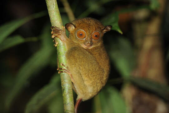 Image of Bornean tarsier