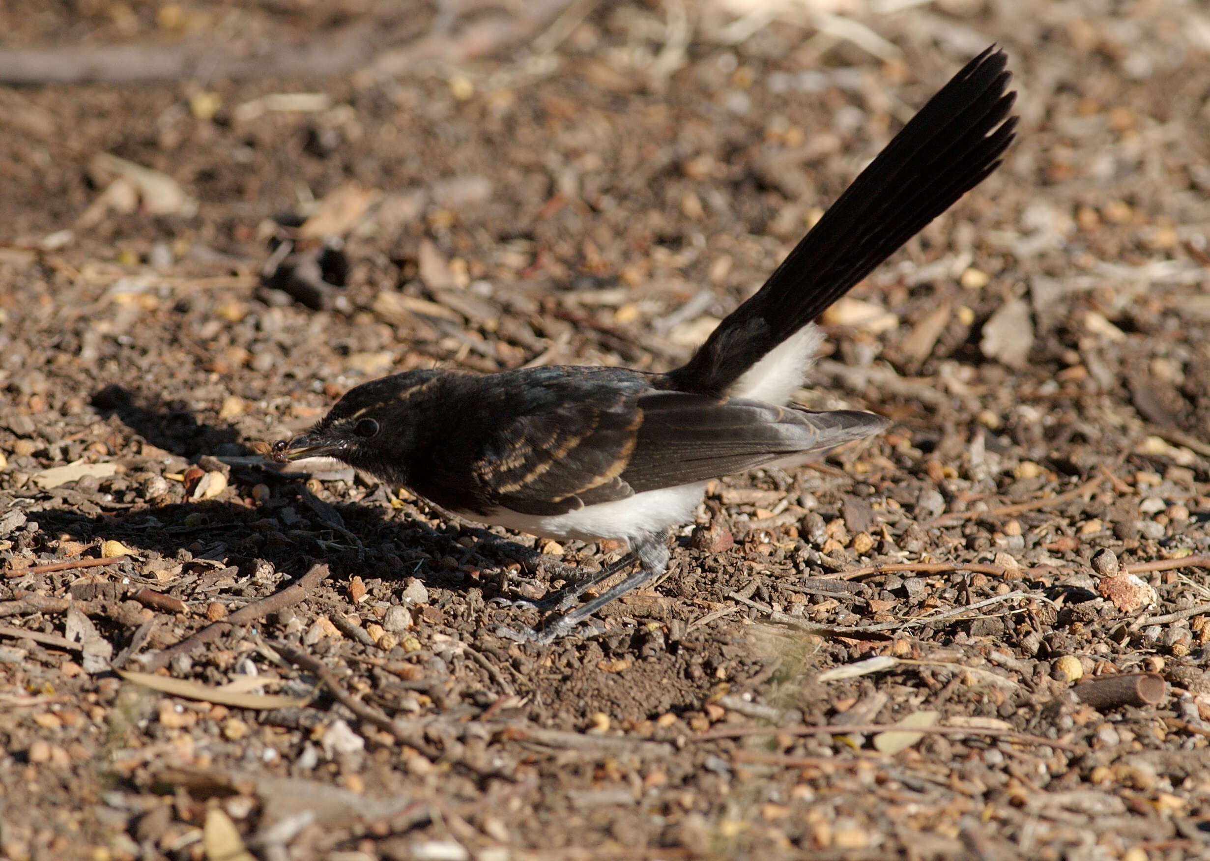 Image of Willie Wagtail