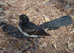 Image of Willie Wagtail