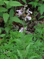 Image de Penstemon hirsutus (L.) Willd.