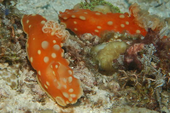 Image of Yellow spot fat red slug