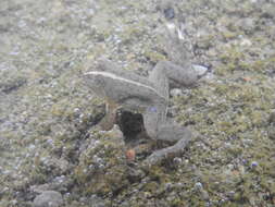 Image of Green Puddle Frog