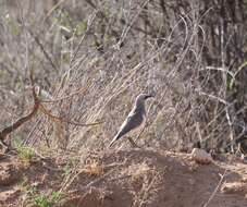 Image of Fischer's Starling