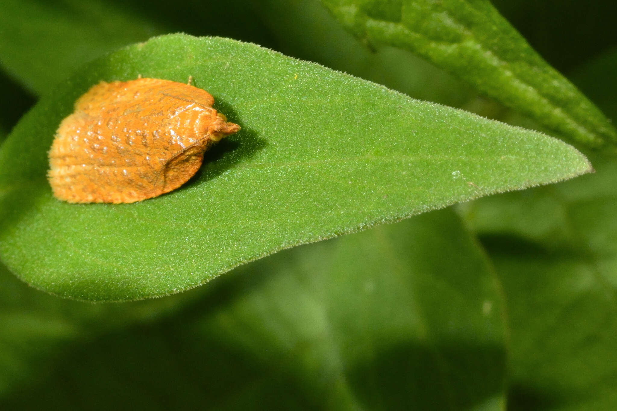 Image of Clepsis metalleta