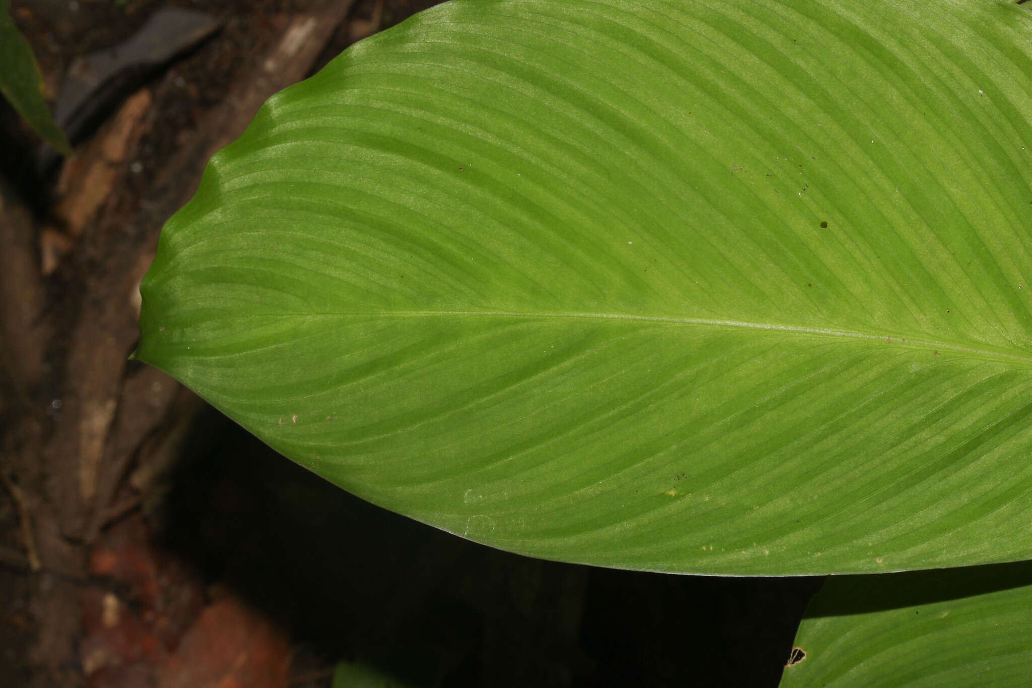 Image of Goeppertia panamensis (Rowlee) Borchs. & S. Suárez