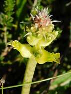 Image de Lachenalia orchioides subsp. orchioides