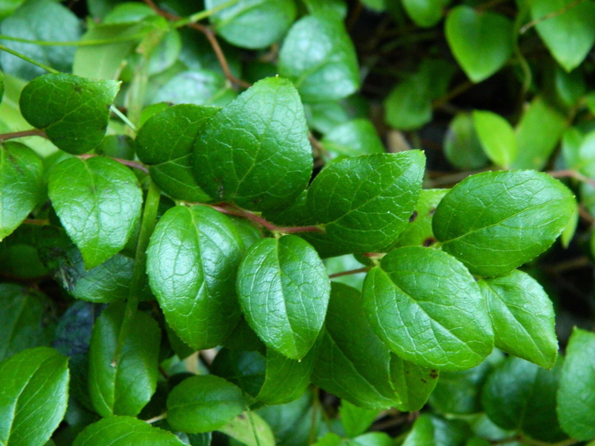 Image of Western Teaberry