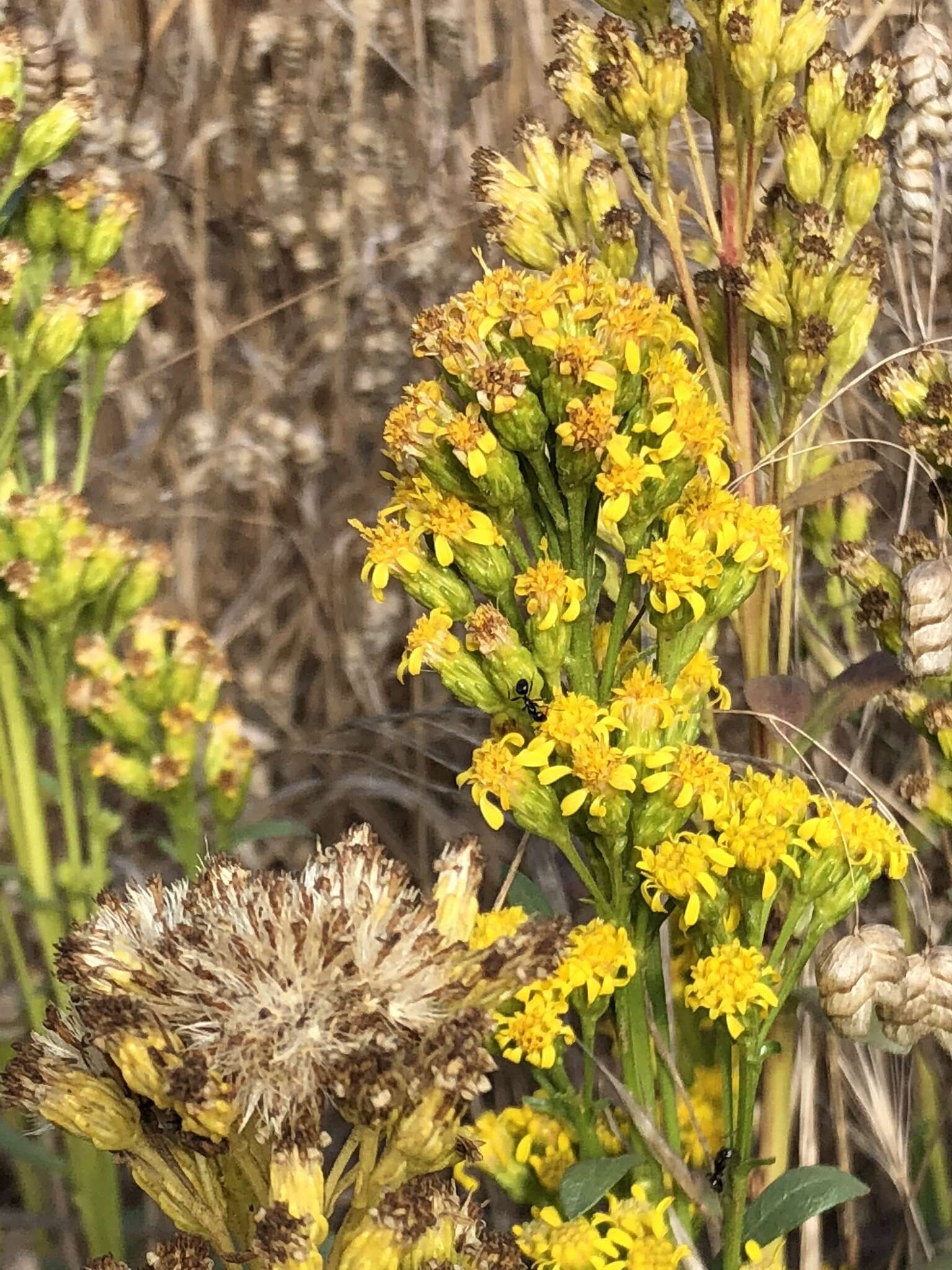 صورة Solidago spathulata DC.