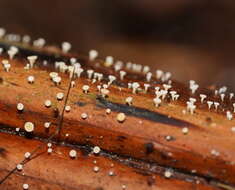 Слика од Lachnum pteridophyllum (Rodway) Spooner 1987