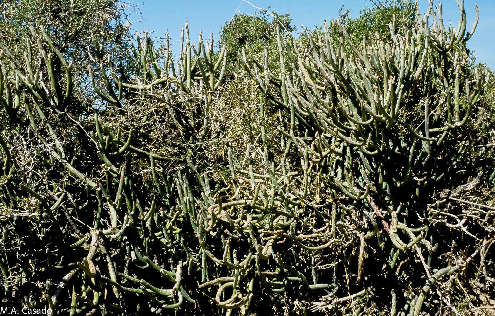 Image of Kleinia anteuphorbium (L.) DC.