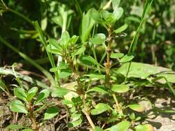 Plancia ëd Lythrum portula (L.) D. A. Webb