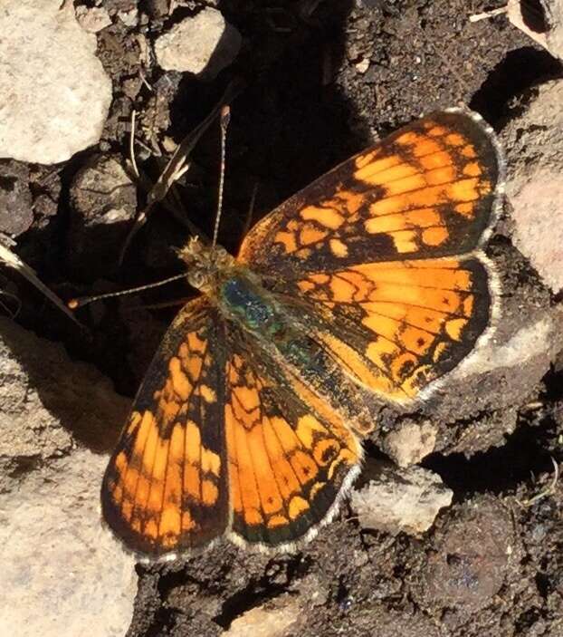 Image of Phyciodes pulchella montana (Behr 1863)